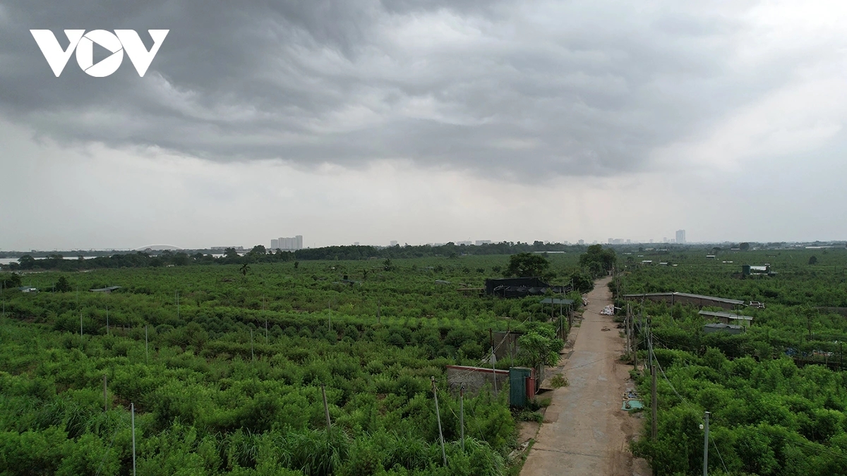 peach and kumquat farms in hanoi devastated by flooding ahead of tet holiday picture 1