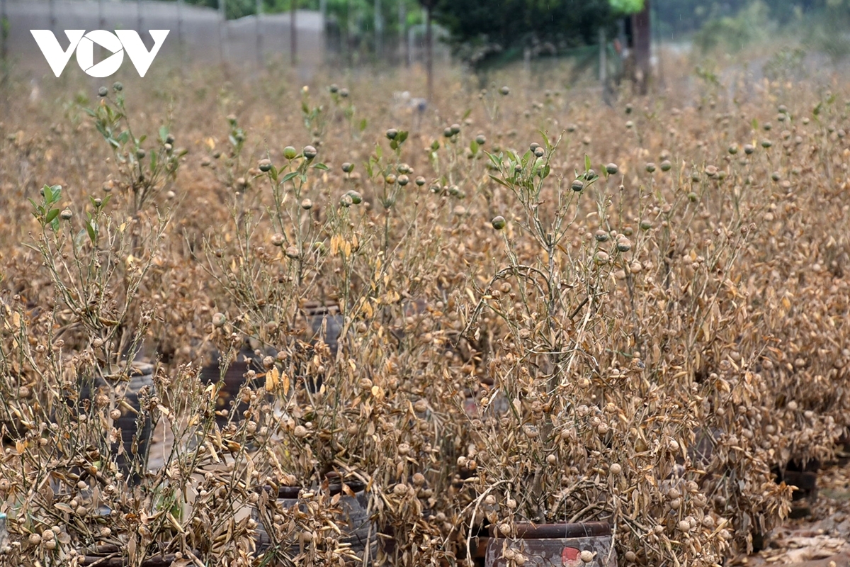 peach and kumquat farms in hanoi devastated by flooding ahead of tet holiday picture 11