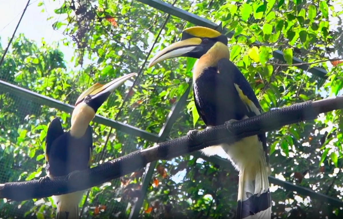 Xuất hiện chim hồng hoàng quý hiếm bay vào vườn nhà dân ở tỉnh Quảng Trị