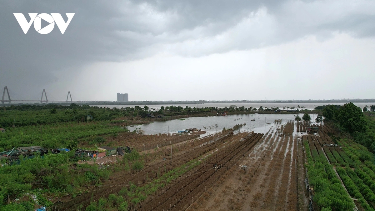 peach and kumquat farms in hanoi devastated by flooding ahead of tet holiday picture 2