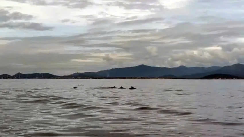 20 dolphins spotted playing at hon cau marine protected area picture 1