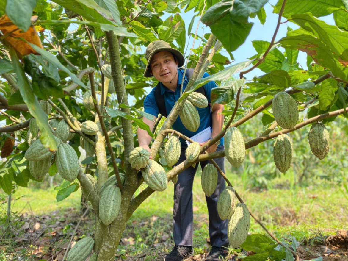 huong di moi cho nong nghiep ben vung tu mo hinh canh tac ca cao hinh anh 1