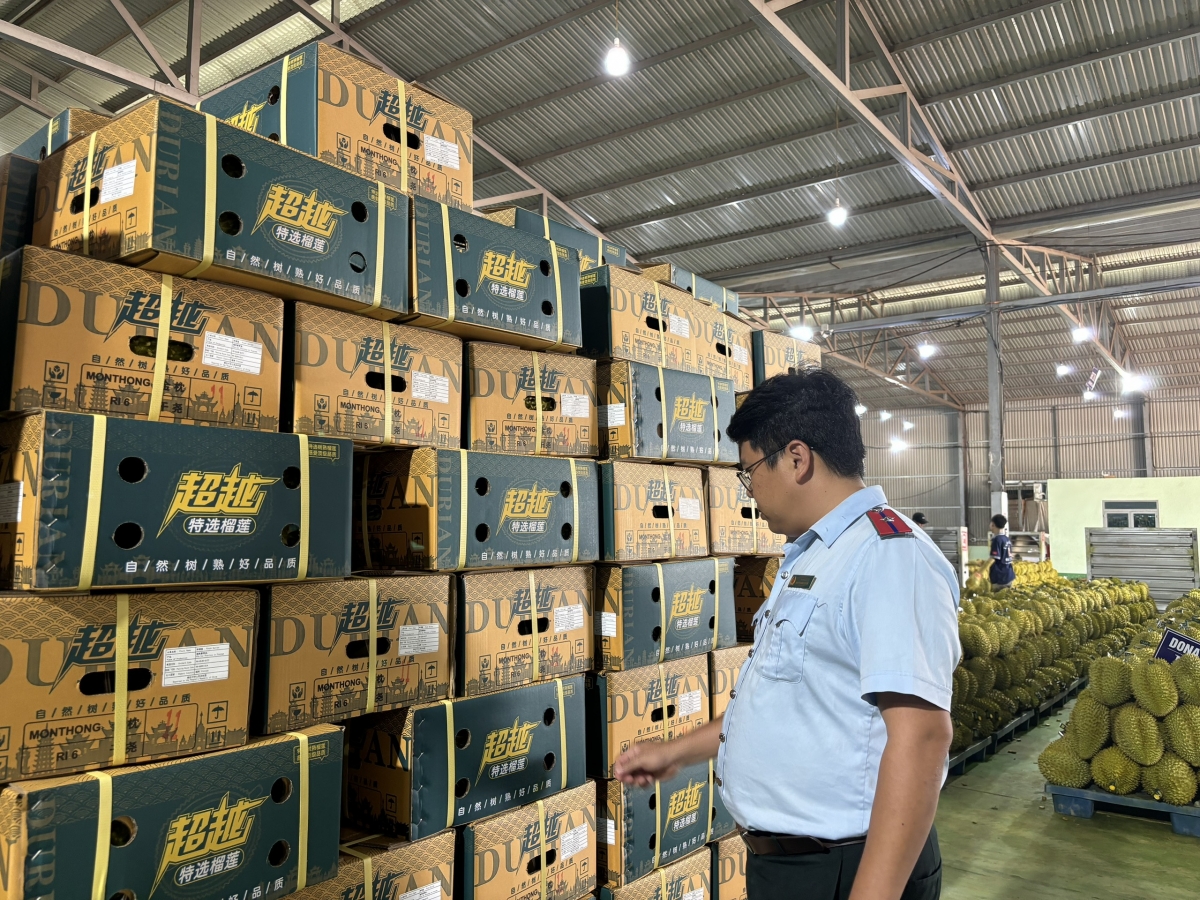 Ngành sầu riêng Đắk Lắk khẩn thiết tìm lối ra sau sự cố phòng xét nghiệm