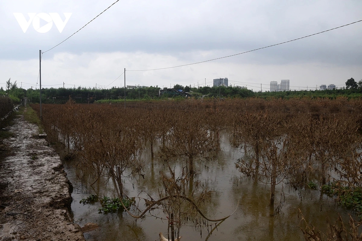 peach and kumquat farms in hanoi devastated by flooding ahead of tet holiday picture 3