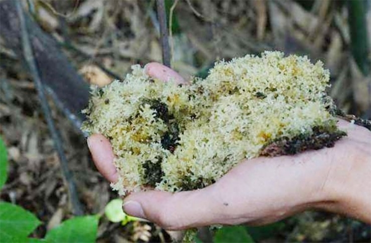 Loại nấm lạ bám trên cây tre được ví như "tổ yến", giá gần 700.000 đồng/kg