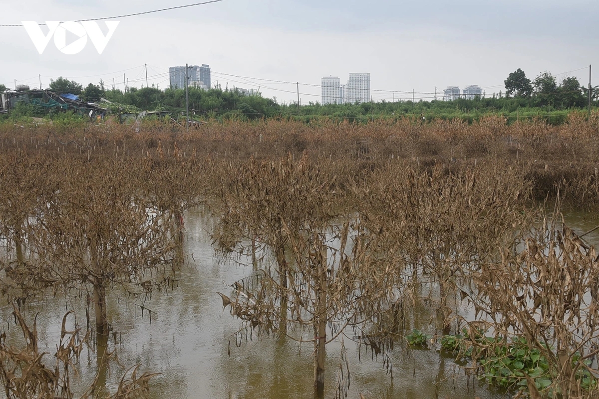 peach and kumquat farms in hanoi devastated by flooding ahead of tet holiday picture 4