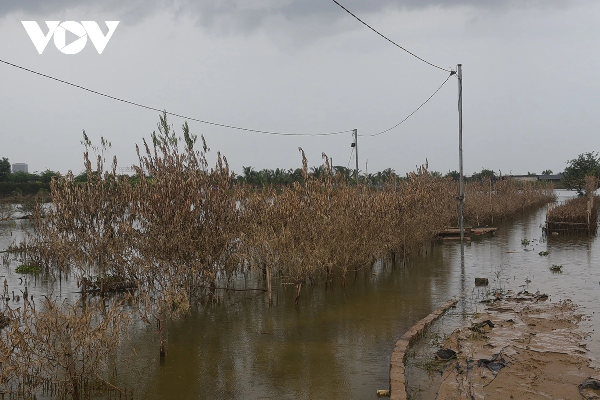 peach and kumquat farms in hanoi devastated by flooding ahead of tet holiday picture 5