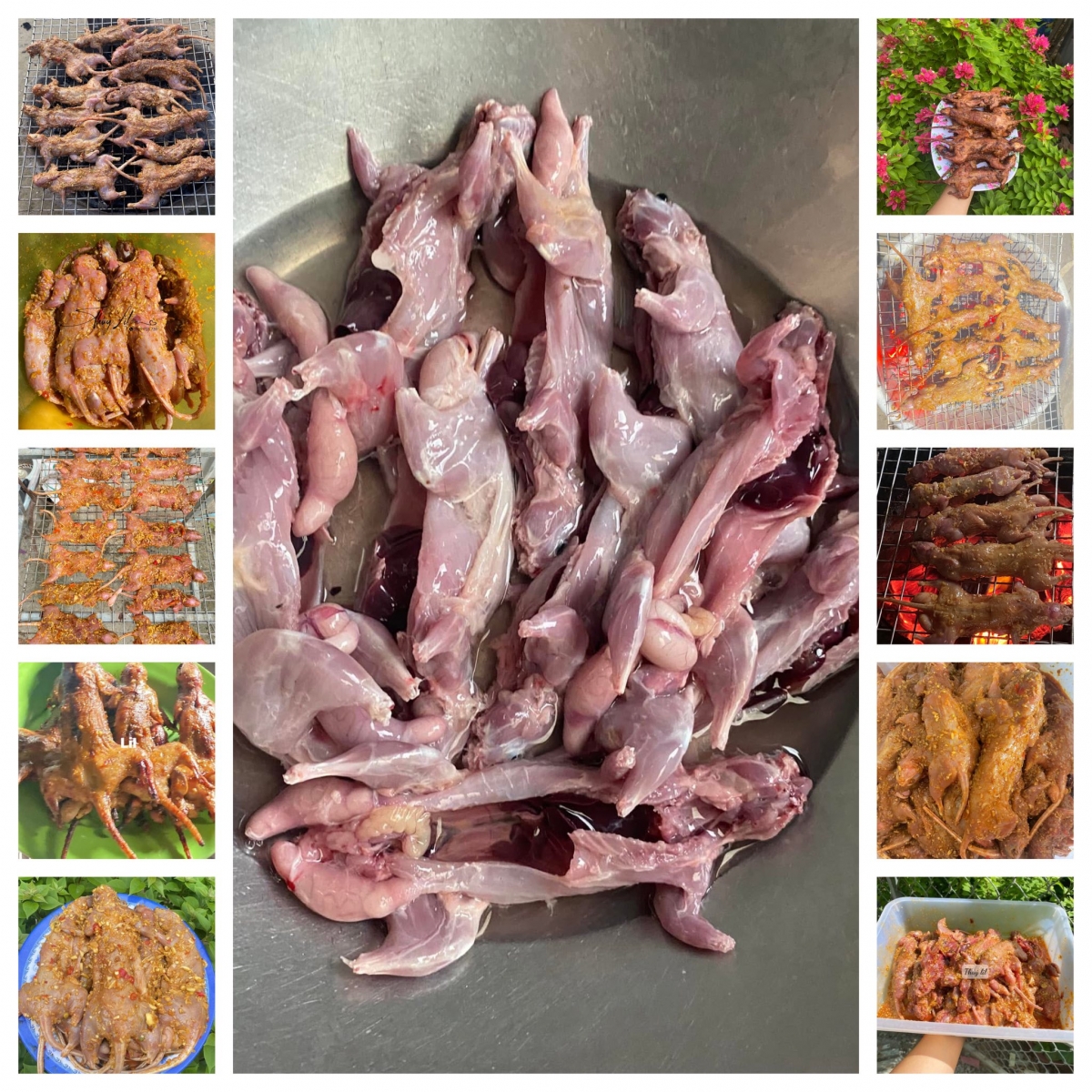 Người dân miền Tây tìm bắt loài vật “phá hoại” cây dừa, bán giá đắt đỏ