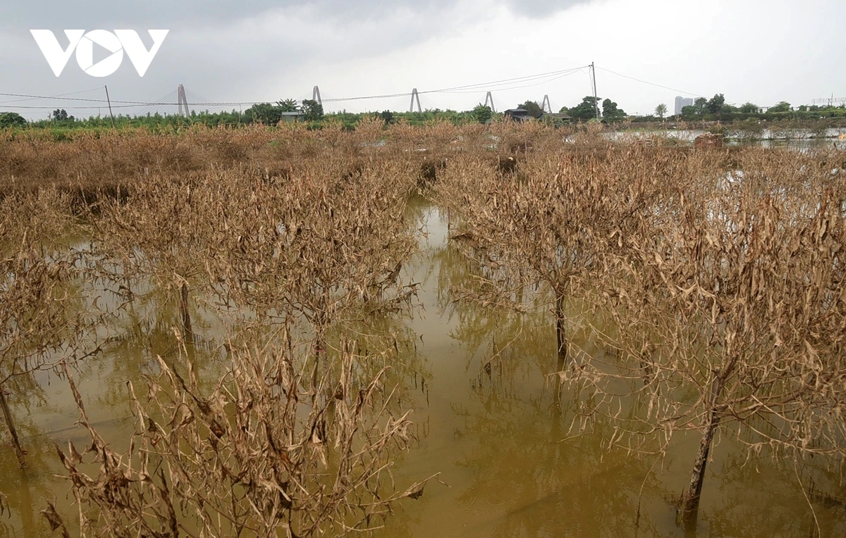 peach and kumquat farms in hanoi devastated by flooding ahead of tet holiday picture 6