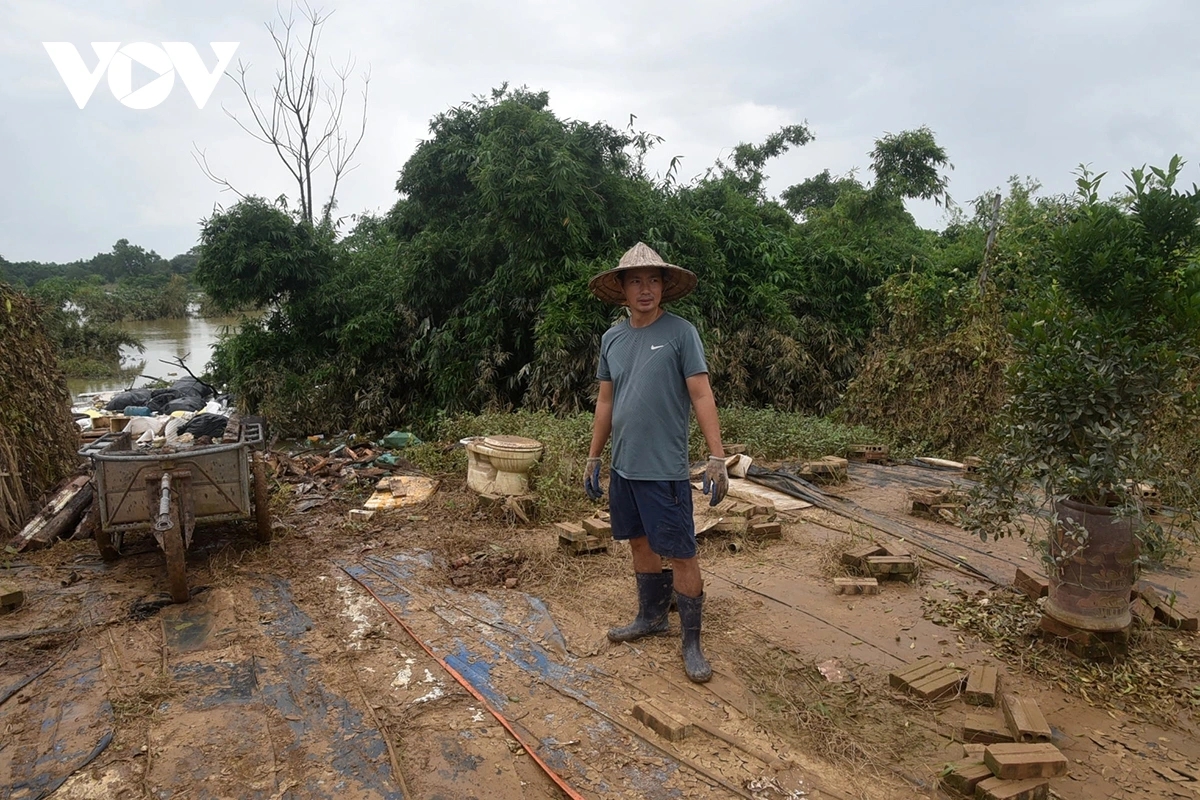 peach and kumquat farms in hanoi devastated by flooding ahead of tet holiday picture 7