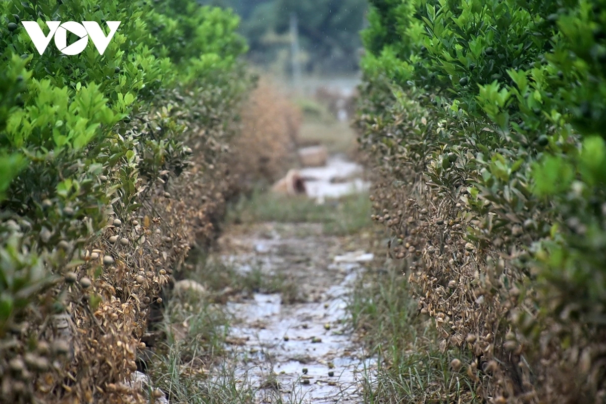 peach and kumquat farms in hanoi devastated by flooding ahead of tet holiday picture 8