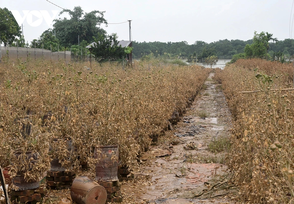 peach and kumquat farms in hanoi devastated by flooding ahead of tet holiday picture 9