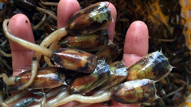 Đặc sản “xấu xí” miền Tây được dân thành phố ưa chuộng