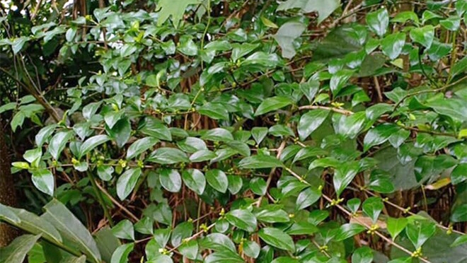 Hái lá ra tiền, đặc sản lạ từ cây mọc bờ rào