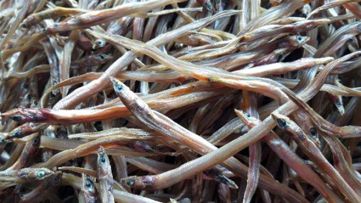 Ẩn mình dưới bùn, loại cá nhỏ bé này thành đặc sản lừng danh miền Tây