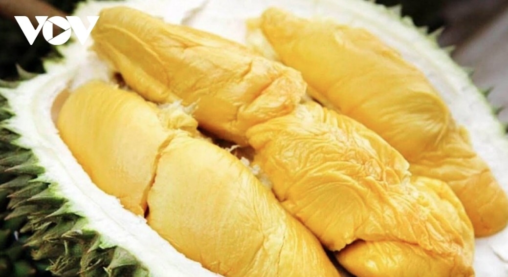 durian export surge lifts fruit and vegetable sector toward record us 8 billion picture 1 durian export surge lifts fruit and vegetable sector toward record us 8 billion picture 1