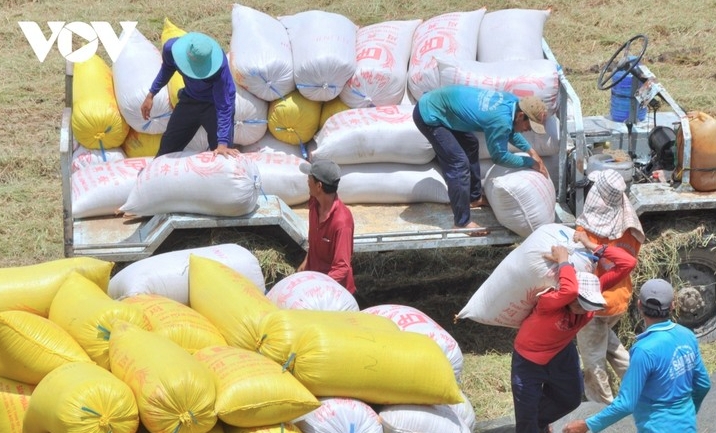 market diversification helps vietnam maintain rice export volume picture 1 market diversification helps vietnam maintain rice export volume picture 1
