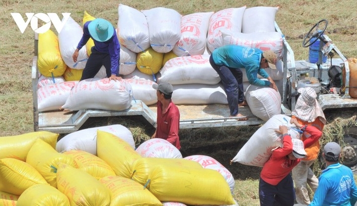 Market diversification helps Vietnam maintain rice export volume