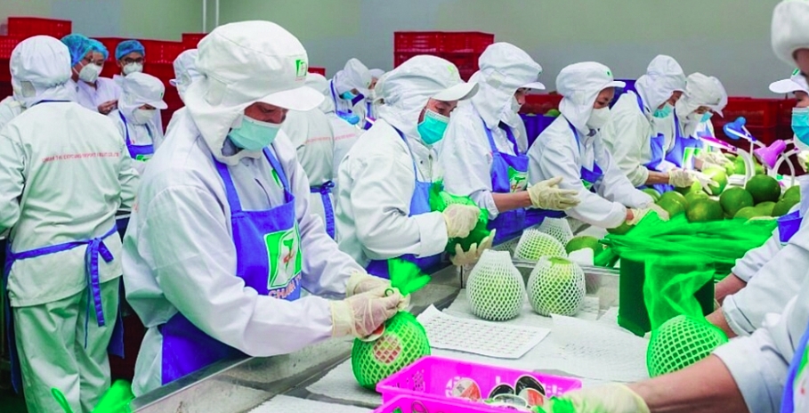 vietnamese pomelo gains official entry to australian market picture 1 vietnamese pomelo gains official entry to australian market picture 1