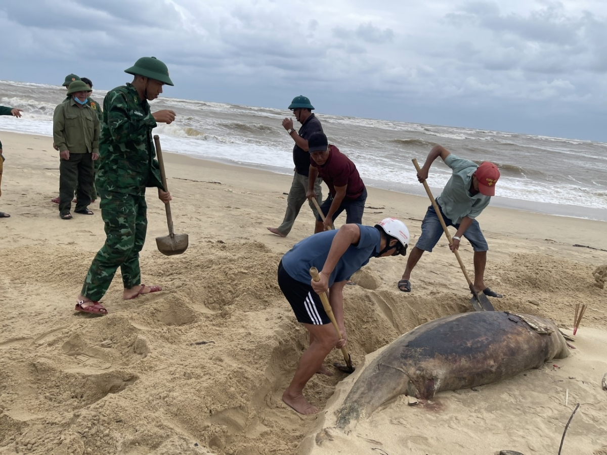 Phát hiện xác cá heo nặng 150kg trôi dạt vào bờ biển Nhật Lệ