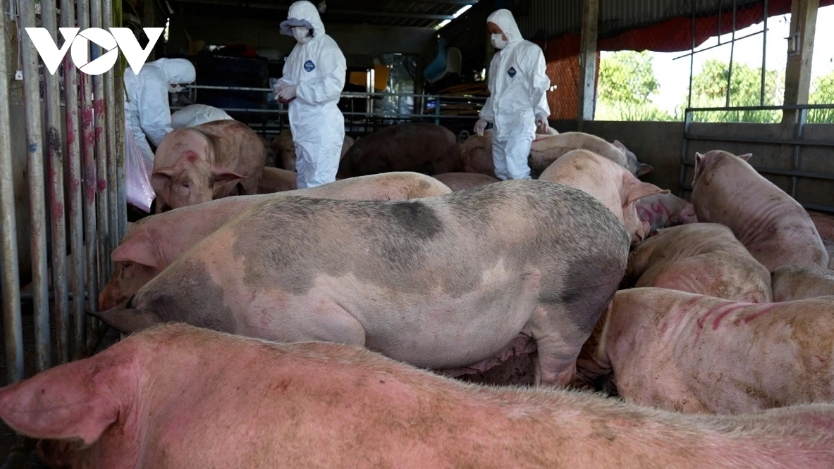 Vietnam National Innovation Alliance for Pig Biosecurity strives to combat ASF