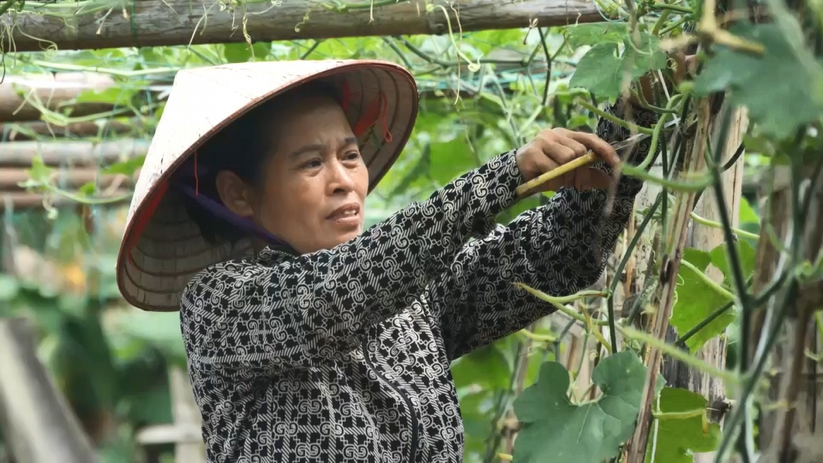 Bà Đặng Thị Tuyết quyết định trồng bí thơm sau chuyến học tập kinh nghiệm Bà Đặng Thị Tuyết quyết định trồng bí thơm sau chuyến học tập kinh nghiệm