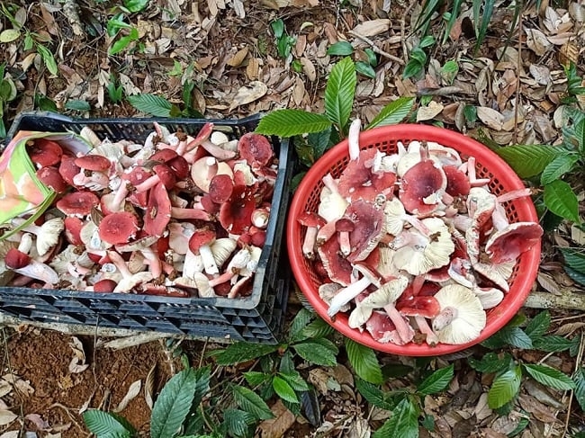 “Vàng đỏ” trong rừng được thương lái Trung Quốc săn lùng