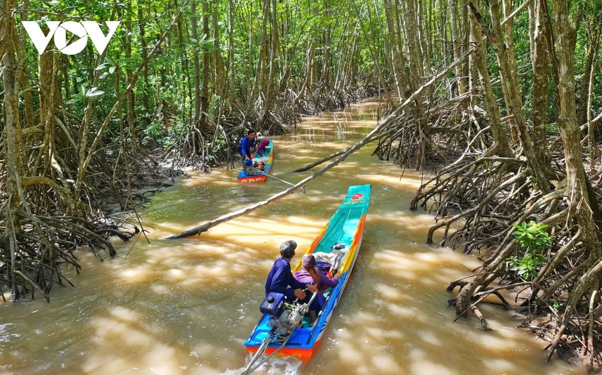 discovering the beauty of ca mau cape-the southernmost point of vietnam picture 2 discovering the beauty of ca mau cape-the southernmost point of vietnam picture 2