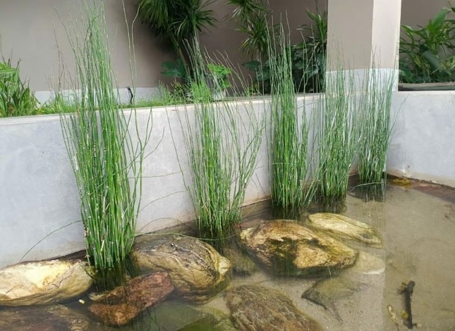 “Hô biến” cỏ dại thành cây cảnh sang chảnh, giá đắt đỏ