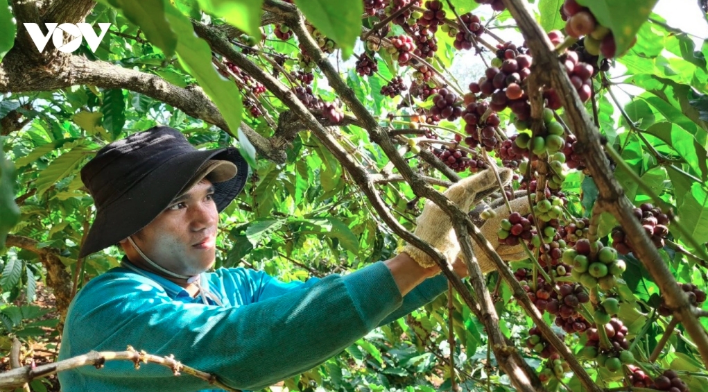Vietnamese coffee sets new export price record at over US$5,658 per tonne