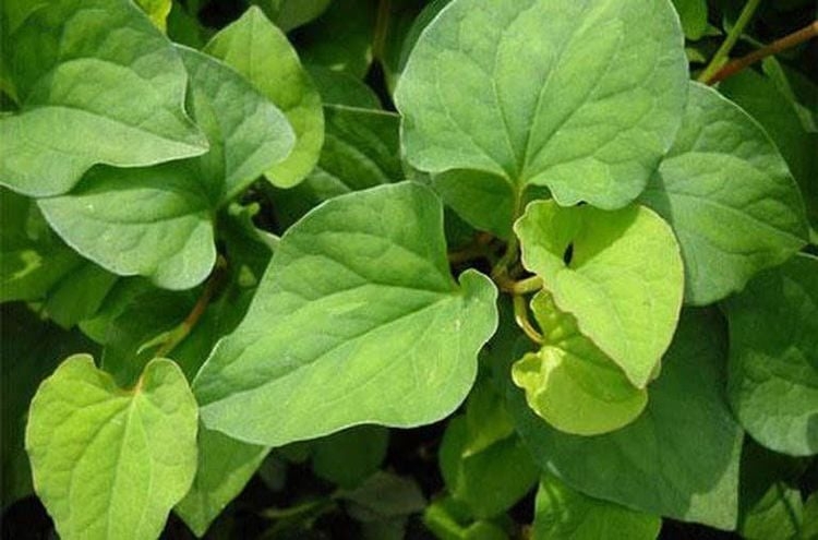 Điều gì xảy ra nếu bạn ăn rau diếp cá mỗi ngày?