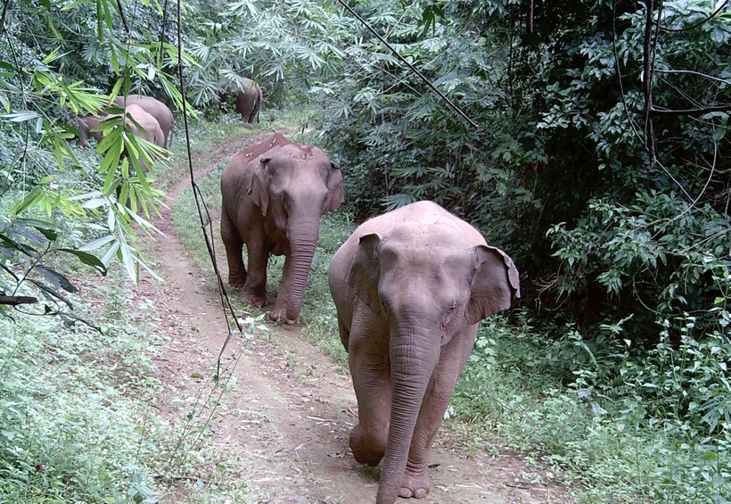 Urgent action needed to save Vietnam’s elephants from extinction