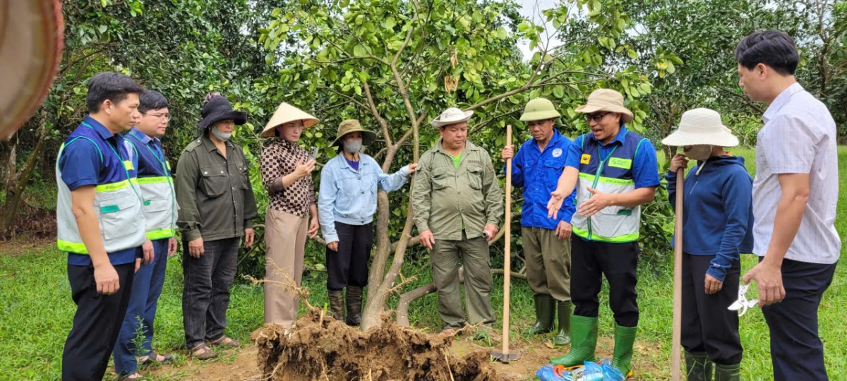 Khuyến nông hướng dẫn nông dân phục hồi cây ăn quả sau mưa lũ