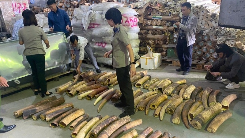 over 600 kg of ivory smuggled from africa destroyed in hai phong picture 1 over 600 kg of ivory smuggled from africa destroyed in hai phong picture 1