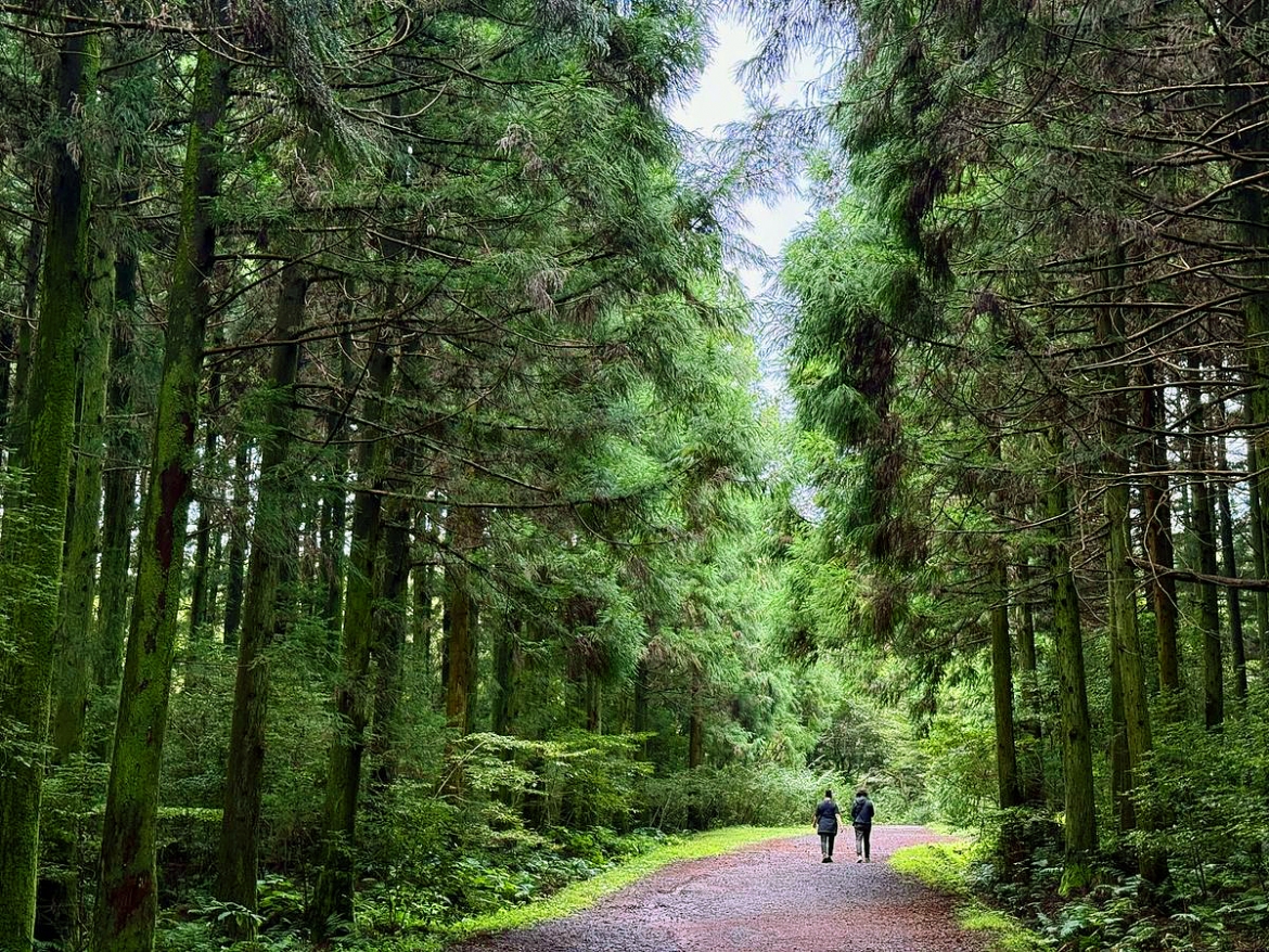 rung saryeoni va con duong trekking thieng lieng cho su chua lanh o dao jeju hinh anh 1