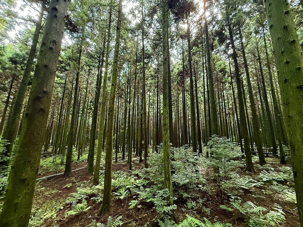 rung saryeoni va con duong trekking thieng lieng cho su chua lanh o dao jeju hinh anh 2