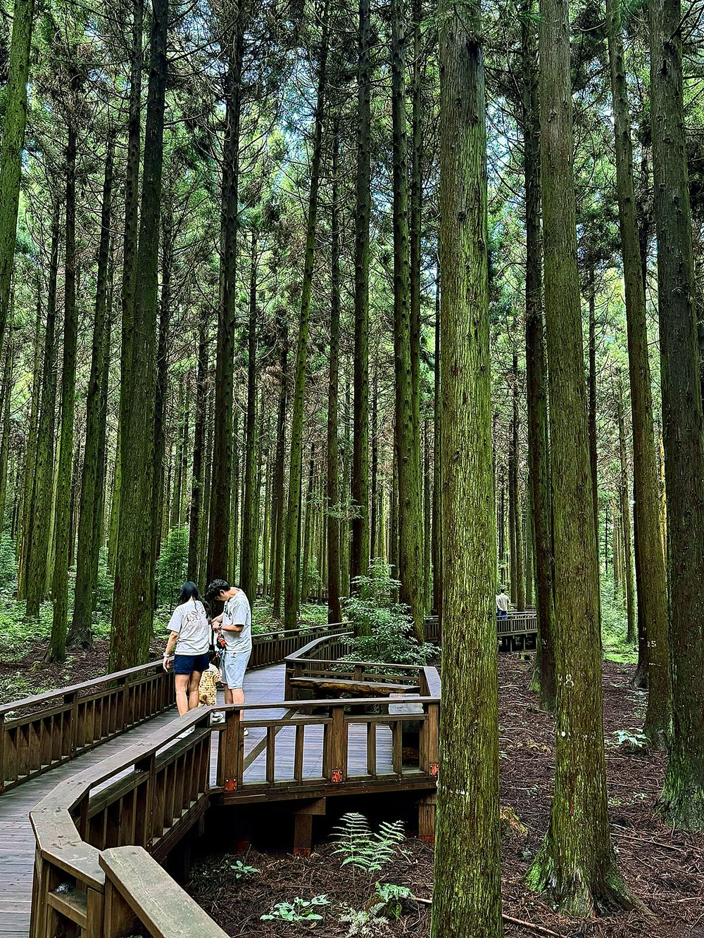 rung saryeoni va con duong trekking thieng lieng cho su chua lanh o dao jeju hinh anh 5