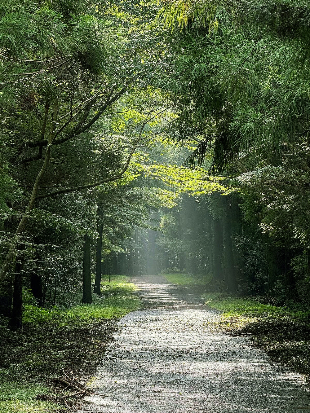 rung saryeoni va con duong trekking thieng lieng cho su chua lanh o dao jeju hinh anh 7