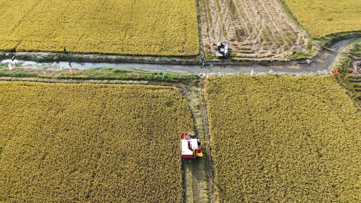 An Giang phát triển bền vững vựa lúa vùng Tứ Giác Long Xuyên