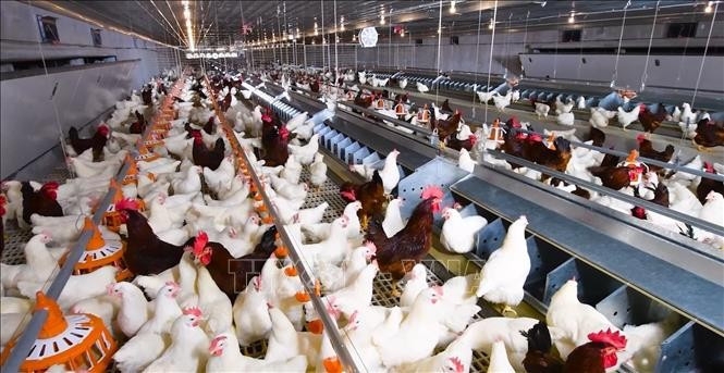int l conference on sustainable livestock farming opens in can tho picture 1