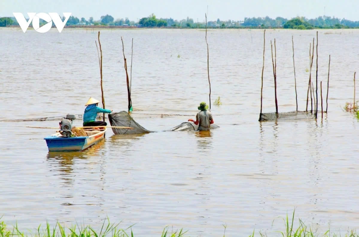 the life of fisherfolk during the floating season in the mekong delta picture 1