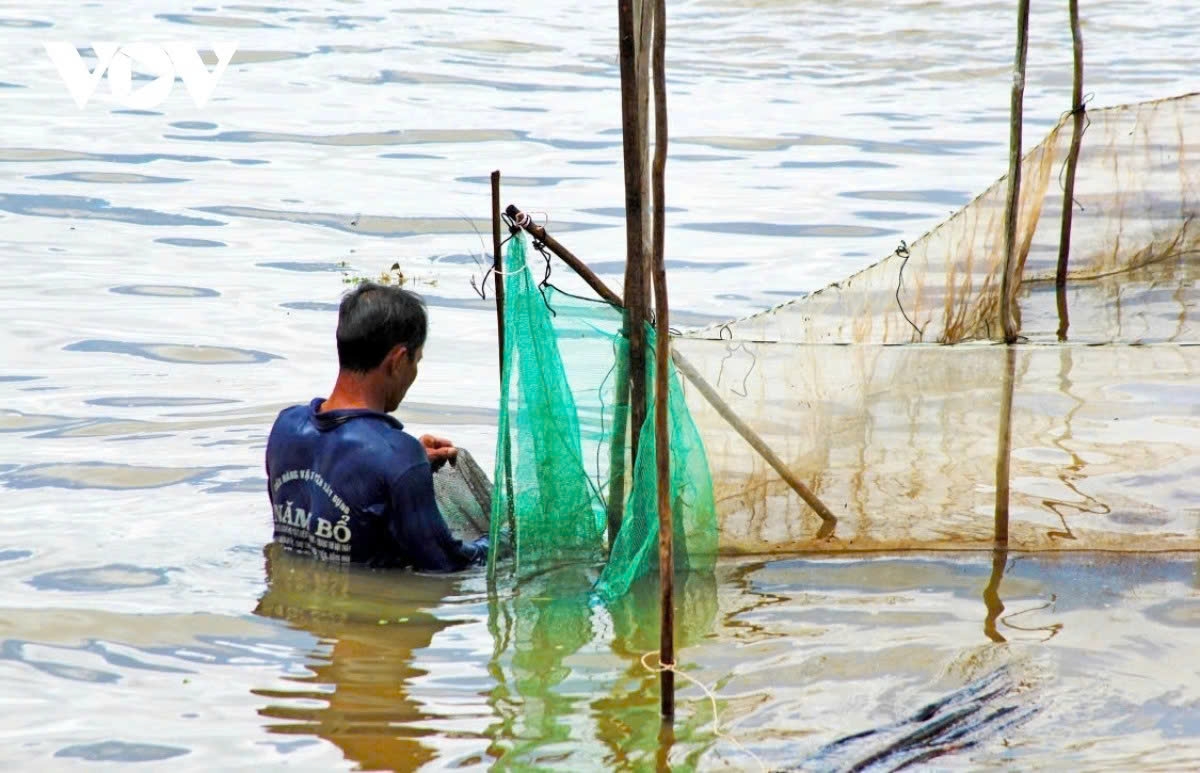 the life of fisherfolk during the floating season in the mekong delta picture 2