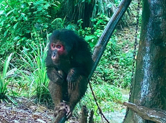 rare monkey species released back into the wild in quang tri picture 1 rare monkey species released back into the wild in quang tri picture 1