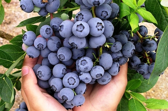 polish blueberries enter vietnam market picture 1