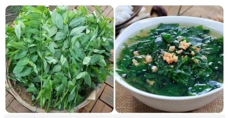 Rau ngót và những lợi ích bất ngờ cho sức khỏe