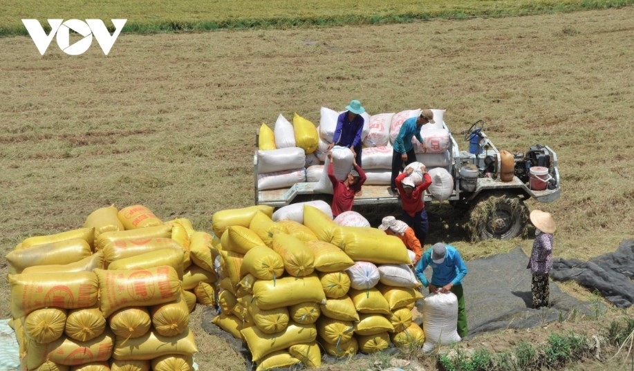 vietnamese rice exports surge to china amid regional shifts picture 1 vietnamese rice exports surge to china amid regional shifts picture 1