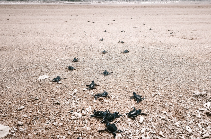 over 1,300 sea turtle hatchlings return to the ocean in nui chua picture 1
