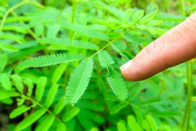  cay thuoc quy moc tua tua day vuon lai sieu bo duong, dac biet la cho phu nu hinh anh 1