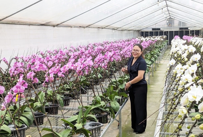 Hanoi promotes hi-tech flower farming for green growth
