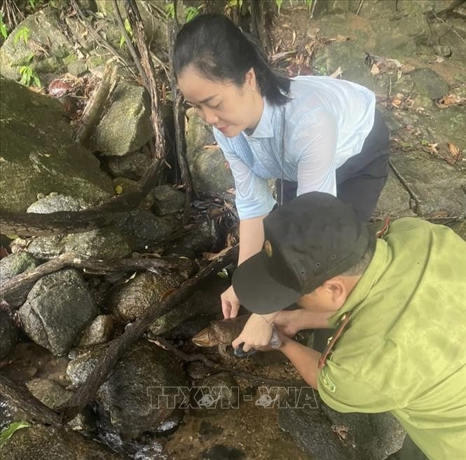rare big-headed turtle released back to nature in quang ngai picture 1